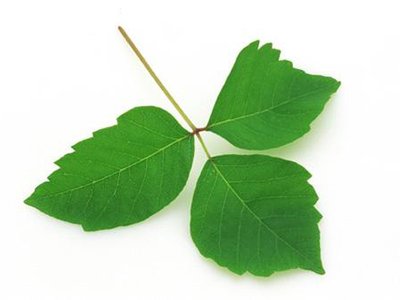 leaf.jpg